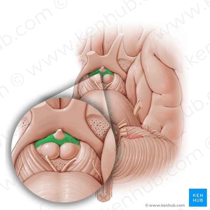 Tuber cinereum; Image: Paul Kim