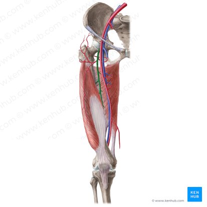 Artéria femoral profunda (Arteria profunda femoris); Imagem: Liene Znotina