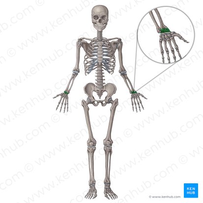 Articulatio radiocarpea (Handgelenk); Bild: Irina Münstermann