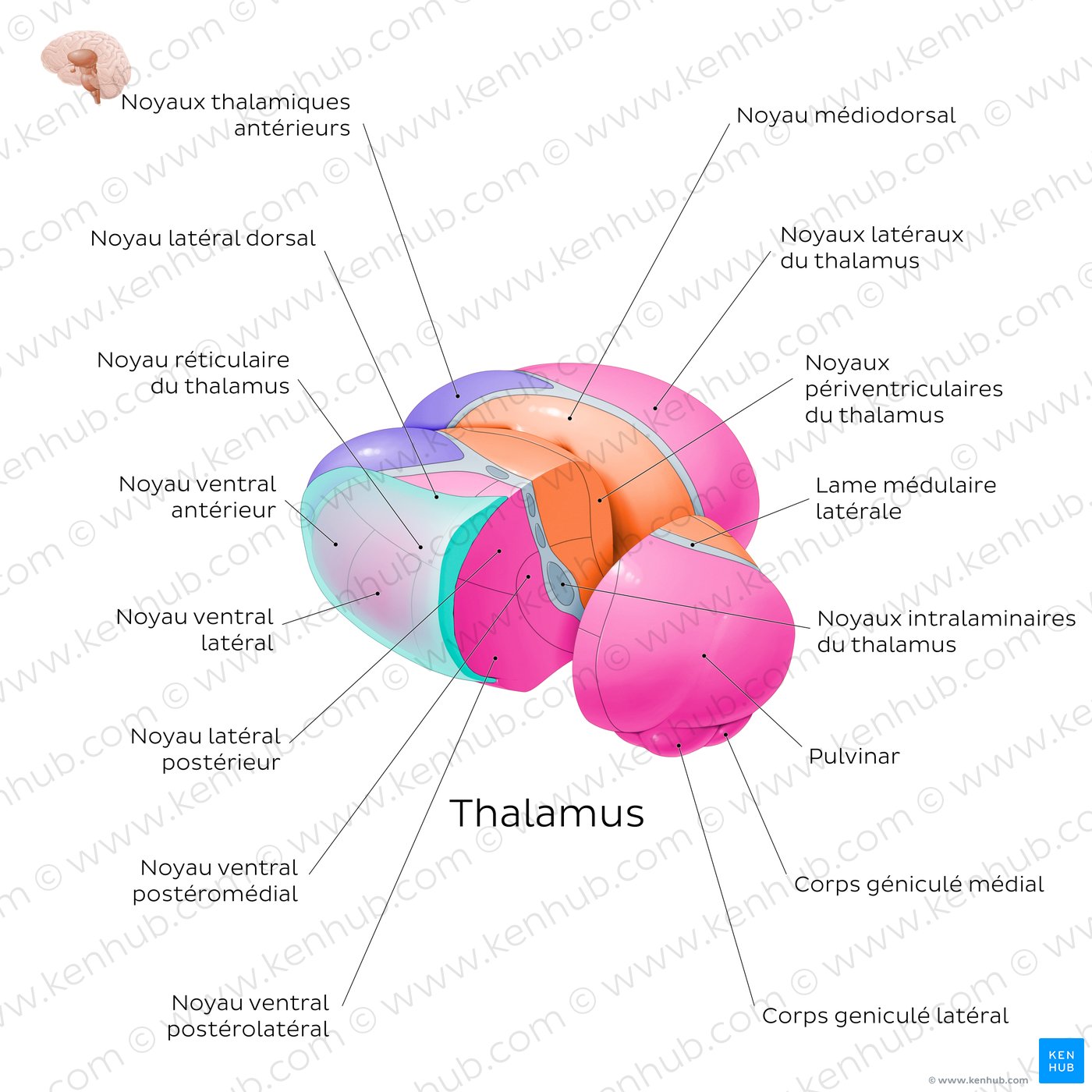 Thalamic nuclei