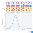 Action potential