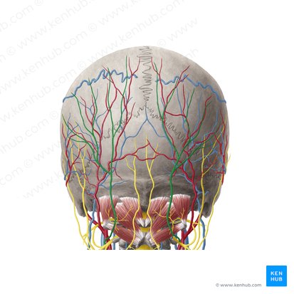 Greater occipital nerve (Nervus occipitalis major); Image: Yousun Koh