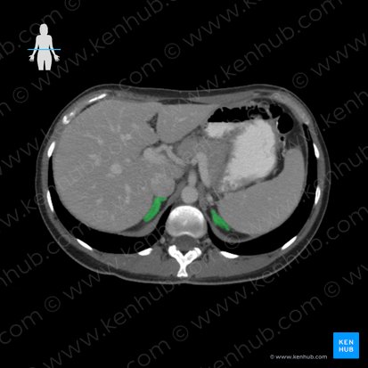 Suprarenal gland (Glandula suprarenalis); Image: 