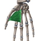 Musculus adductor pollicis