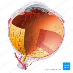 Arteria centralis retinae (Zentrale Netzhautarterie); Bild: Paul Kim
