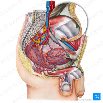 Vena dorsal profunda del pene (Vena dorsalis profunda penis); Imagen: Irina Münstermann