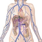 Hepatic veins