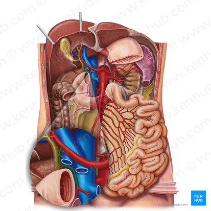 Gastroduodenal artery (Arteria gastroduodenalis); Image: Irina Münstermann