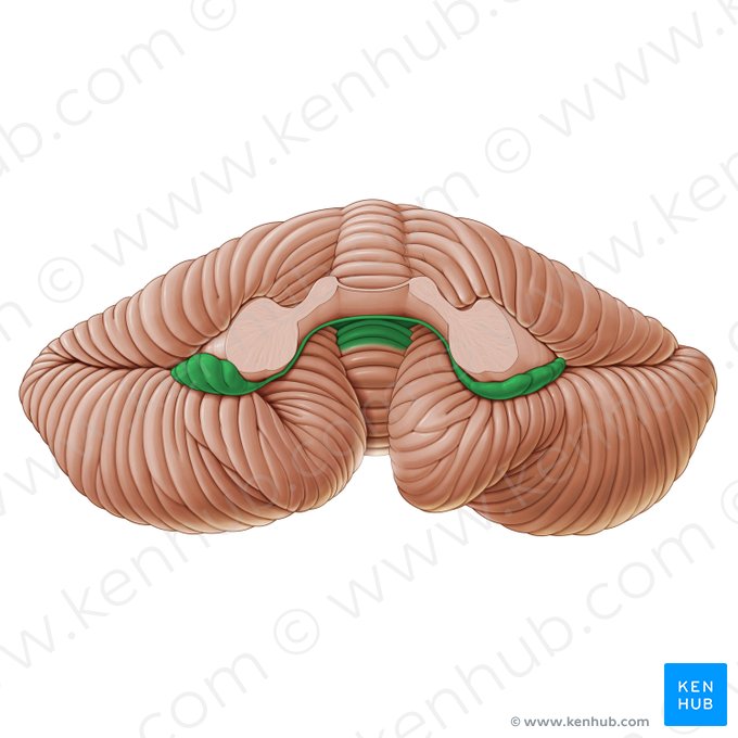 Vestibulocerebellum; Image: Paul Kim