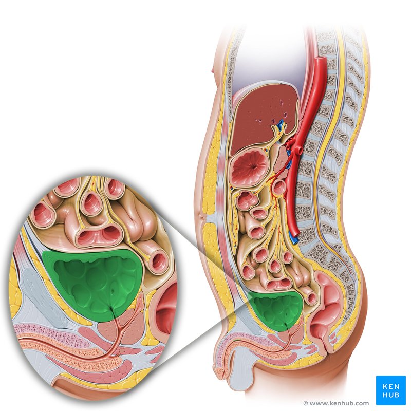 Urinary bladder (sagittal view)