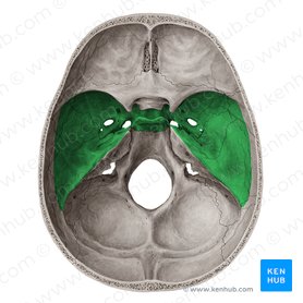 Middle cranial fossa (Fossa cranii media); Image: Yousun Koh