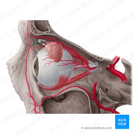 Arteria dorsalis nasi (Nasenrückenarterie); Bild: Yousun Koh