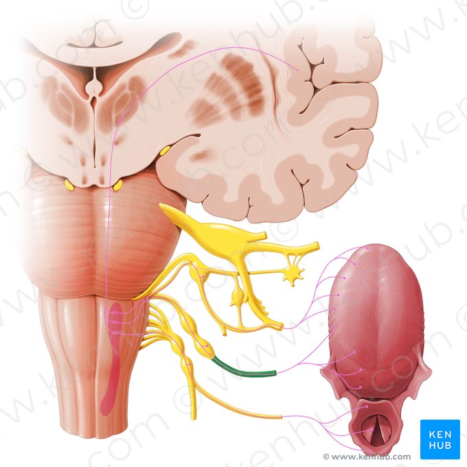 Lingual branches of glossopharyngeal nerve (Rami linguales nervi glossopharyngei); Image: Paul Kim