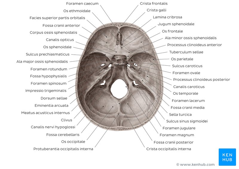 Darstellung der Schädelbasis mit Bezeichnung einzelner Strukturen in den Fossa cranii anterior, media und posterior