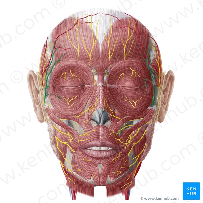 Ramos temporales del nervio facial (Rami temporales nervi facialis); Imagen: Yousun Koh