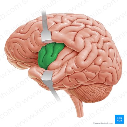 Gyrus court de l'insula (Gyri breves insulae); Image : Paul Kim