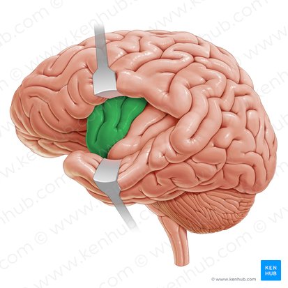 Short gyri of insula (Gyri breves insulae); Image: Paul Kim