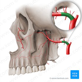 Pars mandibularis arteriae maxillaris (Unterkieferteil der Oberkieferarterie); Bild: Paul Kim