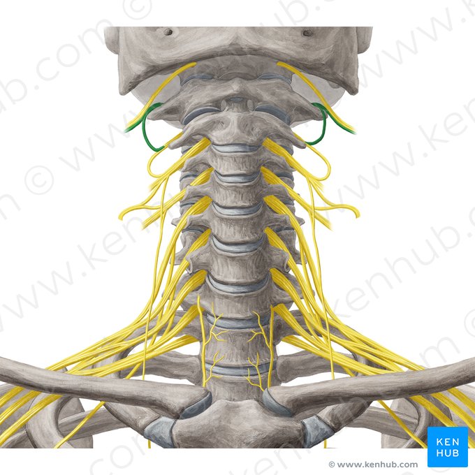 Nervo espinal C1 (Nervus spinalis C1); Imagem: Yousun Koh