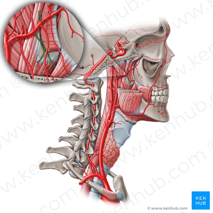 Ramos pterigóideos da artéria maxilar (Rami pterygoidei arteriae maxillaris); Imagem: Paul Kim