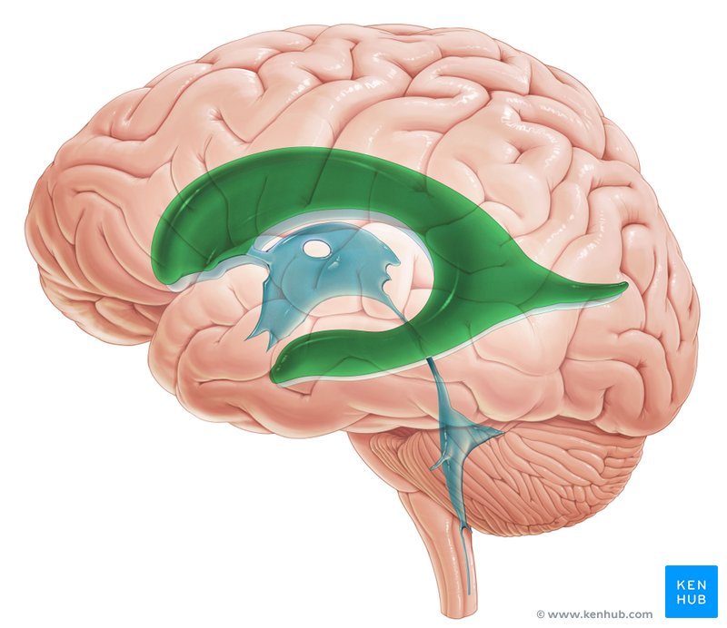 Left lateral ventricle - lateral-left view