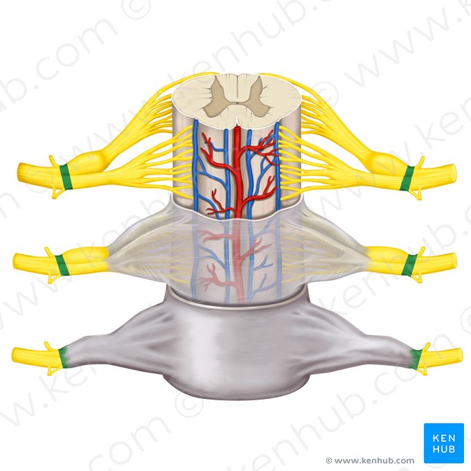 Nervio espinal (Nervus spinalis); Imagen: Rebecca Betts