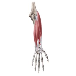 Extensoren des Unterarms
