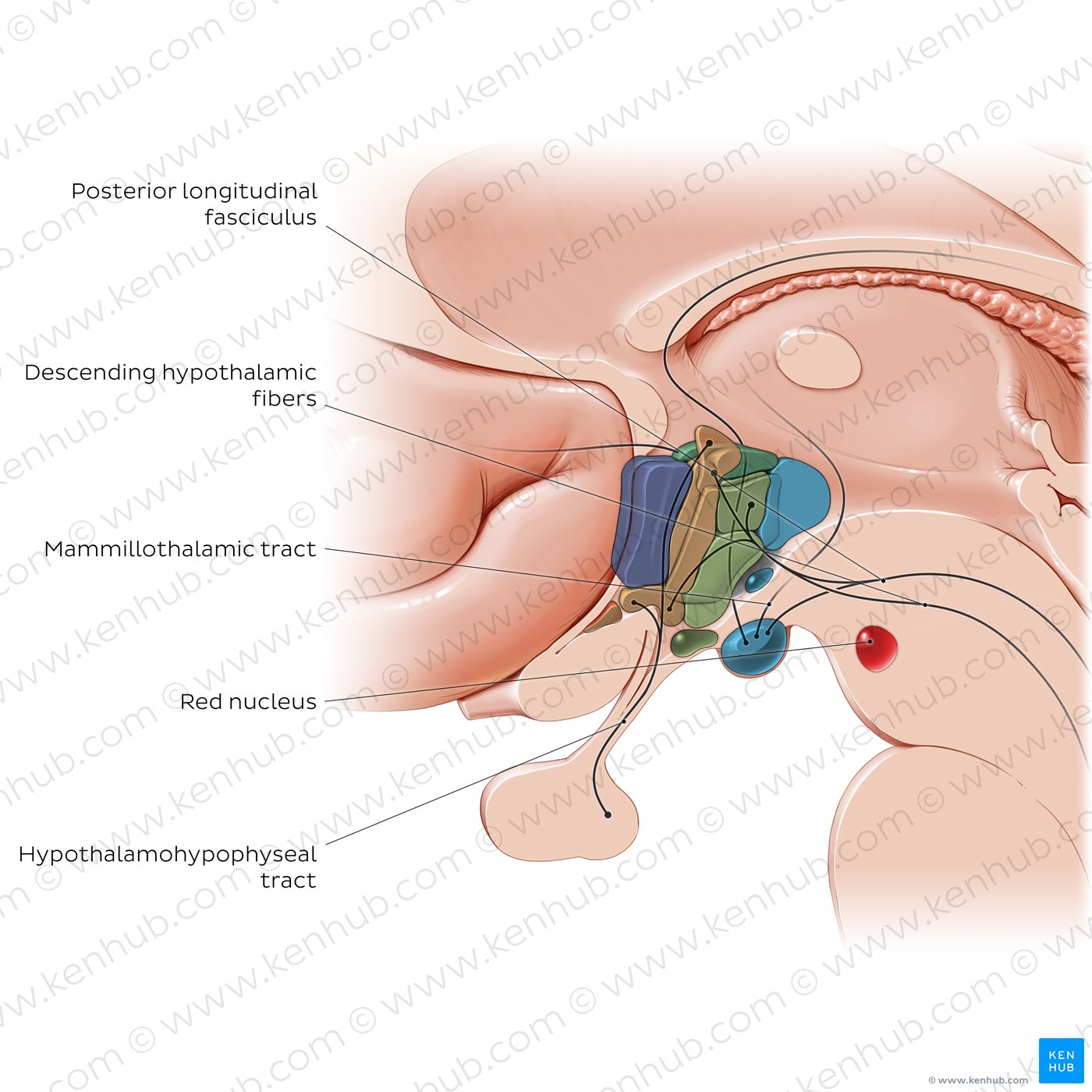 Hypothalamus: tracts