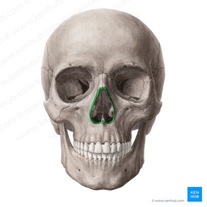 Anterior nasal aperture (Apertura piriformis); Image: Yousun Koh