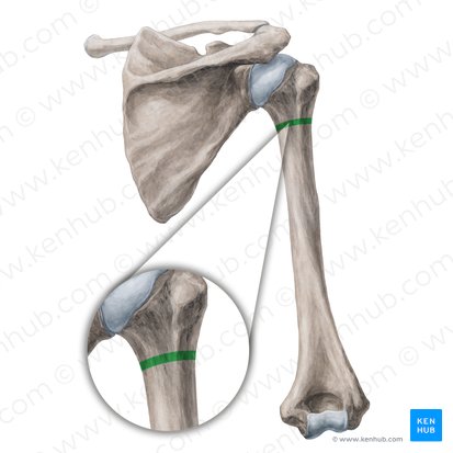 Surgical neck of humerus (Collum chirurgicum humeri); Image: Yousun Koh