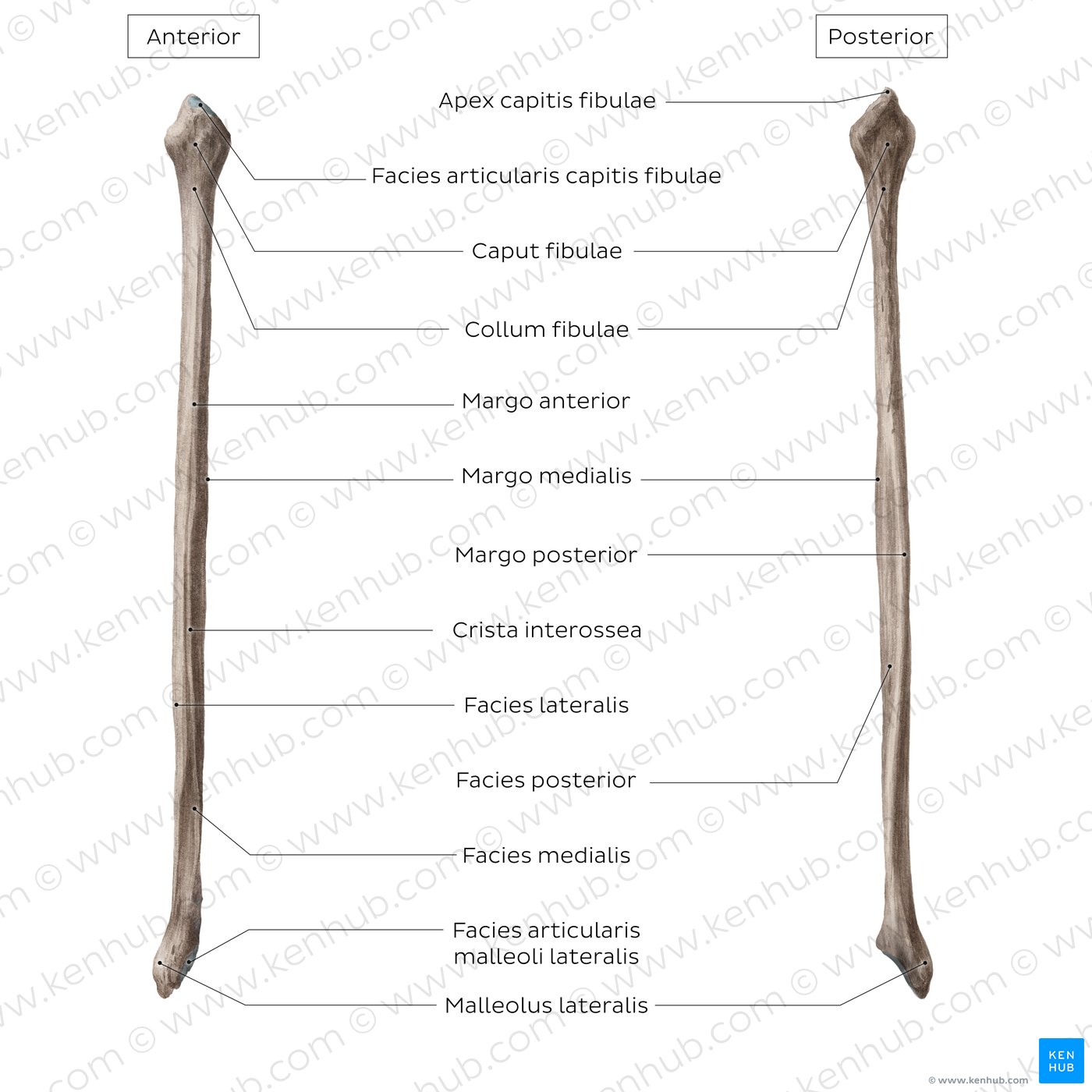 Fibula