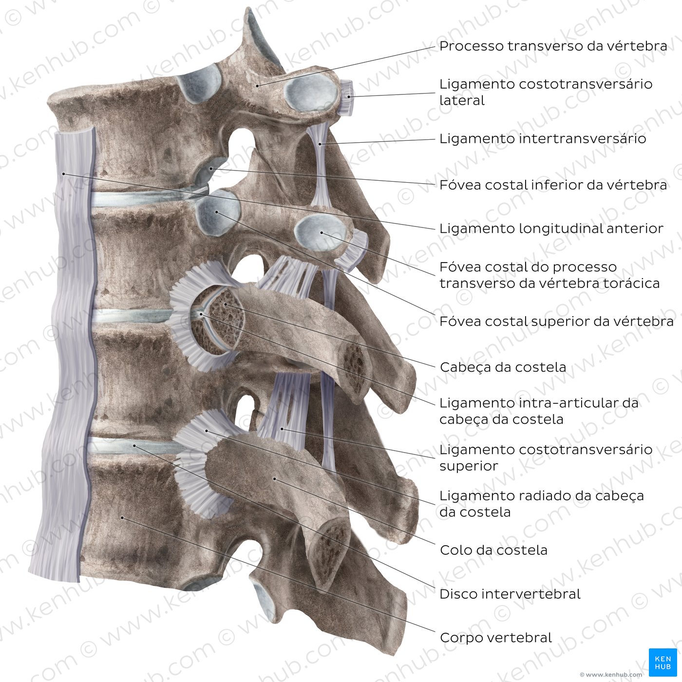 Articulações e ligamentos costovertebrais - diagrama