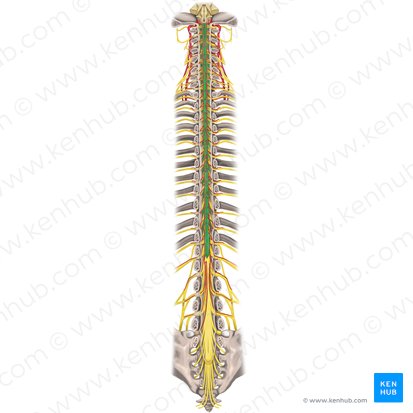 Médula espinal (Medulla spinalis); Imagen: Rebecca Betts