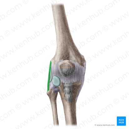 Ligamento colateral fibular de la articulación de la rodilla (Ligamentum collaterale fibulare genus); Imagen: Liene Znotina