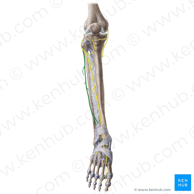 Nervo fibular superficial (Nervus fibularis superficialis); Imagem: Liene Znotina