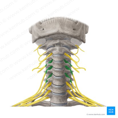 Ramos anteriores de los nervios espinales C4-C6 (Rami anteriores nervorum spinalium C4-C6); Imagen: Yousun Koh