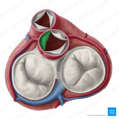 Left coronary leaflet of aortic valve (Valvula coronaria sinistra valvae aortae); Image: Yousun Koh