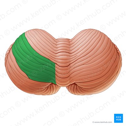 Lobulillo cuadrangular posterior del cerebelo (Lobulus quadrangularis posterior cerebelli); Imagen: Paul Kim