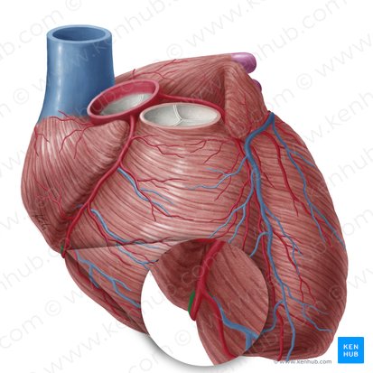 Vena cardíaca menor (Vena cardiaca parva); Imagen: Yousun Koh