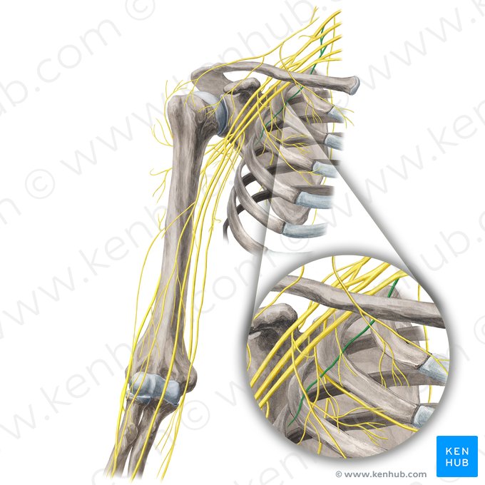 Nervus thoracicus longus (Langer Brustkorbnerv); Bild: Yousun Koh