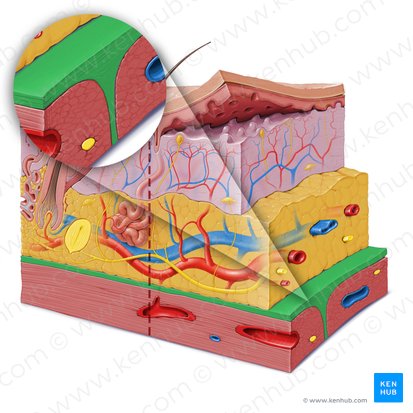 Fascia (Faszie); Bild: Paul Kim