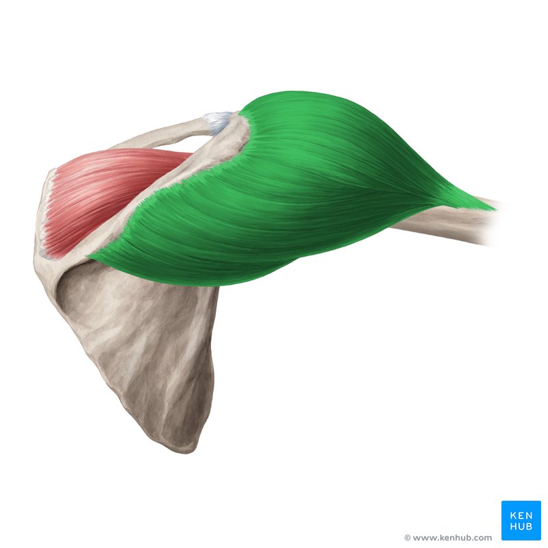 Musculus deltoideus анатомия