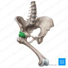 Hip joint (Articulatio coxae); Image: Liene Znotina