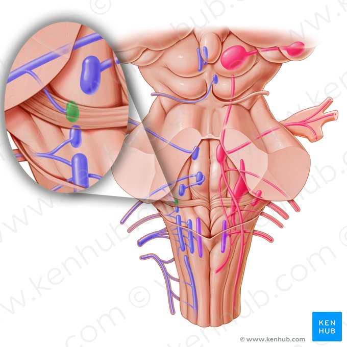 Superior salivatory nucleus (Nucleus salivatorius superior); Image: Paul Kim