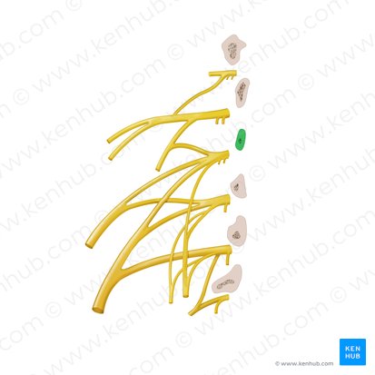 Vertebra L2; Image: Begoña Rodriguez