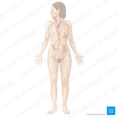 Sistema linfático (Lymphatic system); Imagem: Begoña Rodriguez