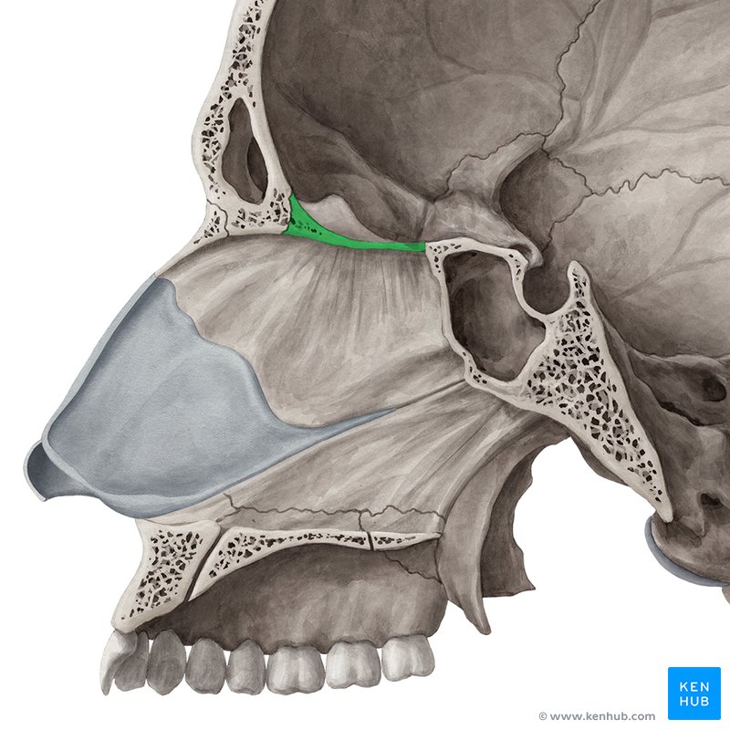 Cribriform plate - medial view