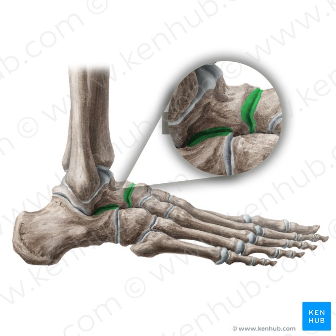 Articulación talocalcaneonavicular (Articulatio talocalcaneonavicularis); Imagen: Liene Znotina