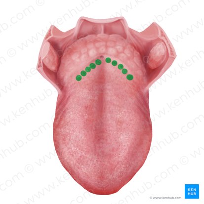 Papillae vallatae (Wallpapillen); Bild: Begoña Rodriguez