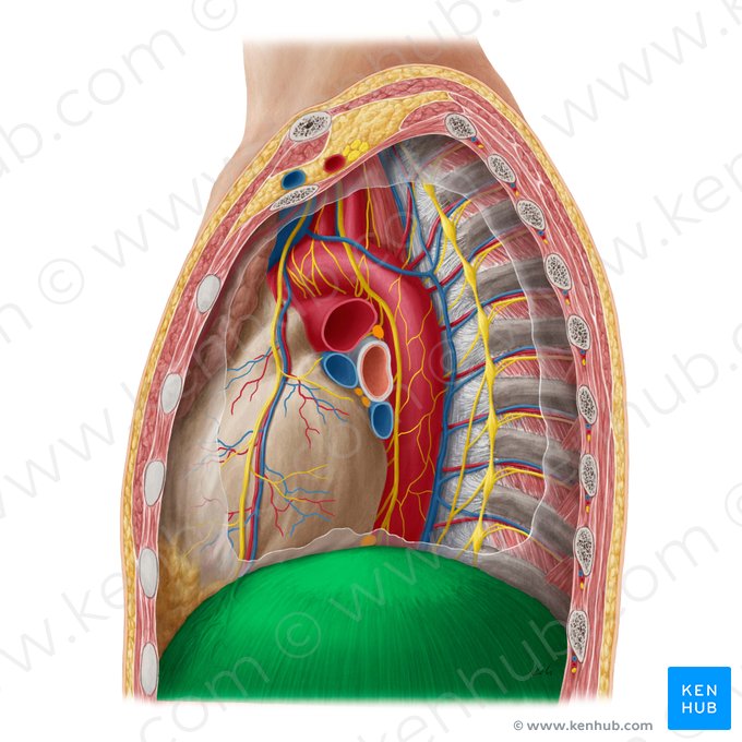 Diaphragma (Zwerchfell); Bild: Yousun Koh